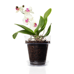 Kalapanta-Kit-per-Rinvasare-Le-Orchidee--Vaso-Trasparente-con-Fori-drenaggio-Sottovaso-e-Terriccio-specifico-per-Orchidee-diametro-vaso-16-cm