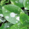 Flortis-Naturae-Tripla-Azione-contro-Insetti-e-Malattie-pronto-all-uso-1000-ml