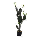 Vacchetti Pianta cactus c/vaso nero cm60x45h119