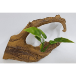 Trade Shop Traesio-ramo Foglie Radice Albero 19x6x11cm Ornamento Acquario Decorazioni Arredo Pietra -