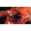 img-5294c8ef-05f9-4c27-bf64-c51377797733.png