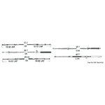 Ultraflex Cavo C36 da 7''