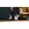 Moser-1400-0076-tosatrice-per-animali-domestici