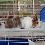 Ferplast-Barn-120-Rabit-Grigio