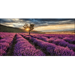 Lupia - Quadro su tela canvas DEEP 100X180 LAVENDER GARDEN