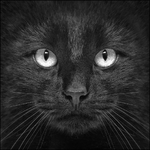 Lupia - Quadro su tela ARTE 50x50cm BLACK CAT