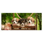 Lupia - Quadro moderno Stampa su Tela CANVAS WORLD 52x122 cm PUPPIES AND FLOWERS