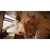 Microids-Videogioco-Blacksad-Under-The-Skin-per-PlayStation-5