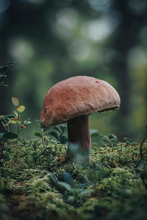 Om-System-Olympus-OM-5-4-3--MILC-204-MP-Live-MOS-5184-x-3888-Pixel-Argento