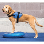 FitPAWS Disco per l'Allenamento dell'Equilibrio per Cani 36 cm Blu