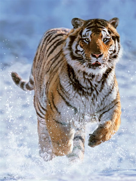 -Puzzle-500-pz-Tigre-sulla-neve---14475-4