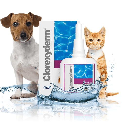 I.C.F. - Clorexyderm Spot Gel Shop on line Cani